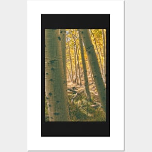 Autumn Aspens Posters and Art